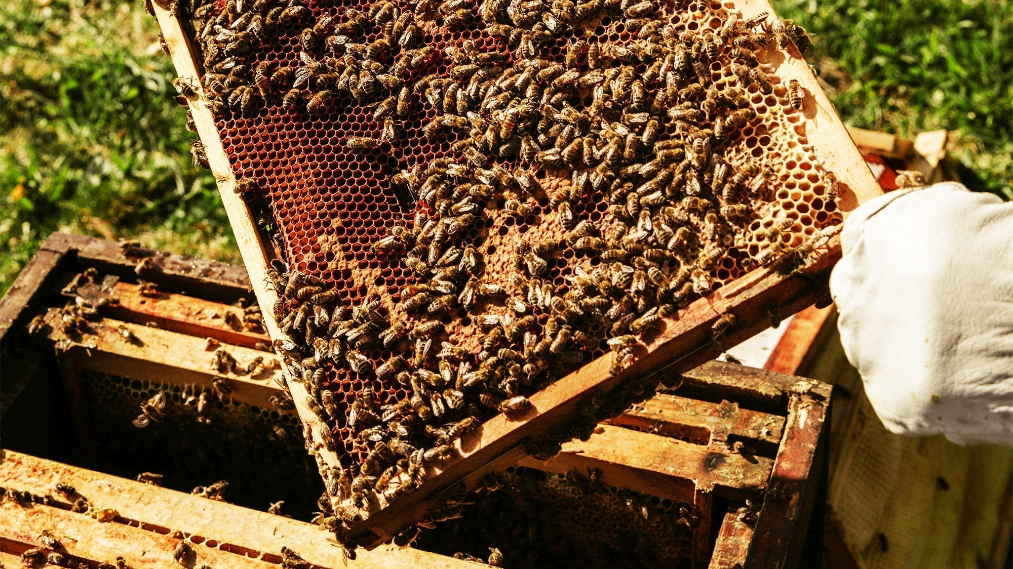 Treat Timber for Beehives
