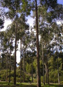 Southern Mahogany Plant a Tree for Free program