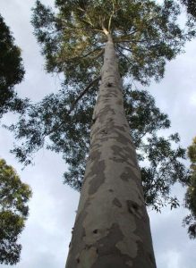 Spotted Gum Timber